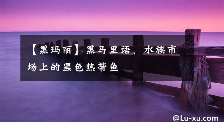 【黑玛丽】黑马里语,水族市场上的黑色热带鱼