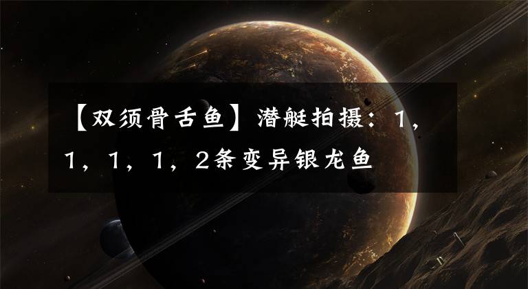 【双须骨舌鱼】潜艇拍摄：1，1，1，1，2条变异银龙鱼