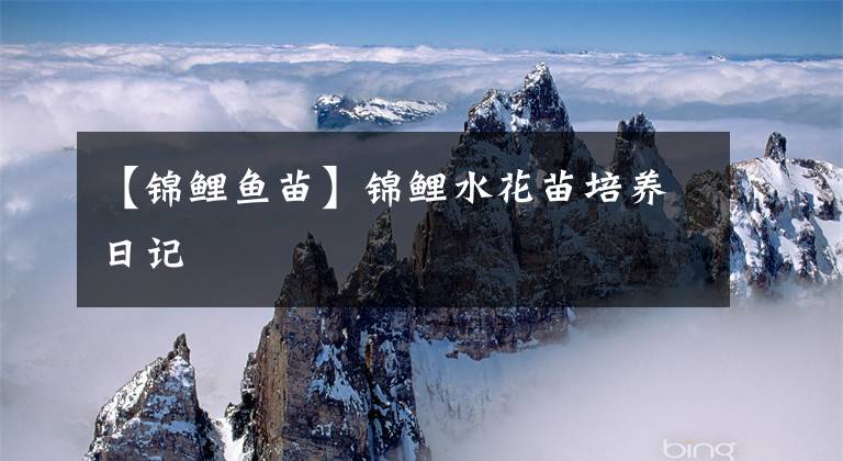 【锦鲤鱼苗】锦鲤水花苗培养日记