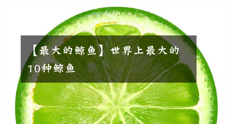 【最大的鲸鱼】世界上最大的10种鲸鱼