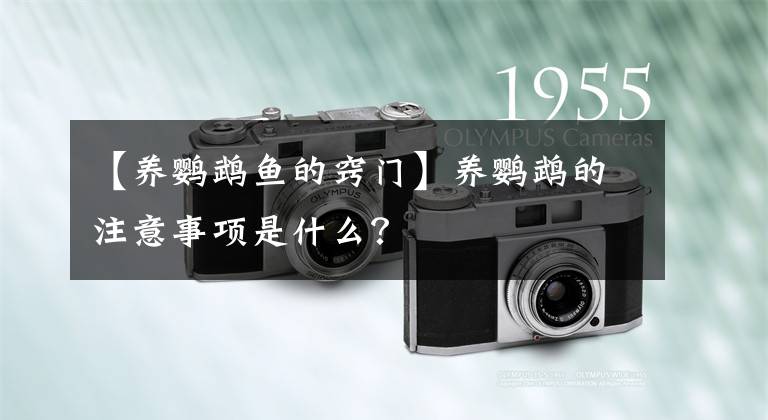 【养鹦鹉鱼的窍门】养鹦鹉的注意事项是什么?