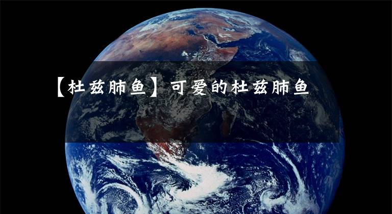 【杜兹肺鱼】可爱的杜兹肺鱼