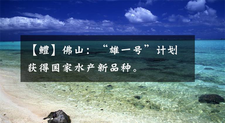 【鳢】佛山:“雄一号”计划获得国家水产新品种。