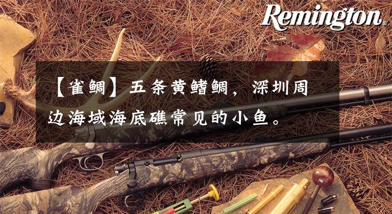 【雀鲷】五条黄鳍鲷，深圳周边海域海底礁常见的小鱼。