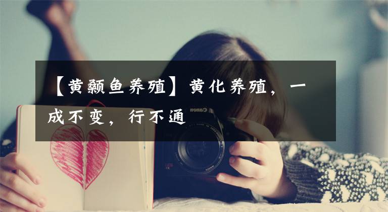 【黄颡鱼养殖】黄化养殖,一成不变,行不通