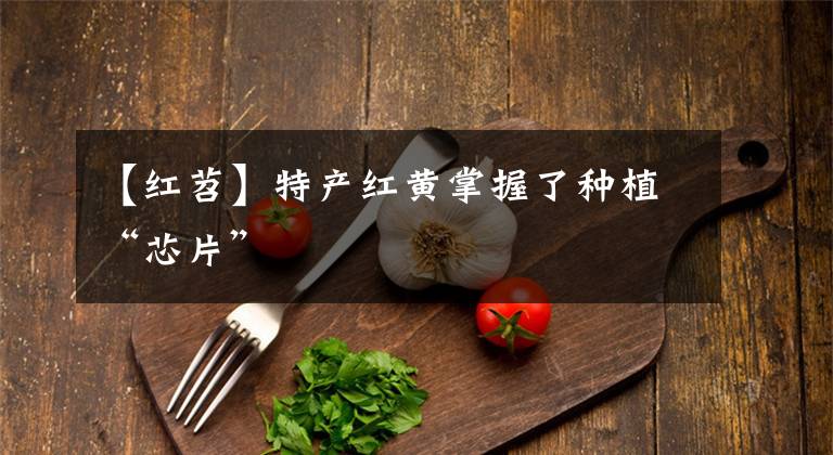 【红苕】特产红黄掌握了种植“芯片”