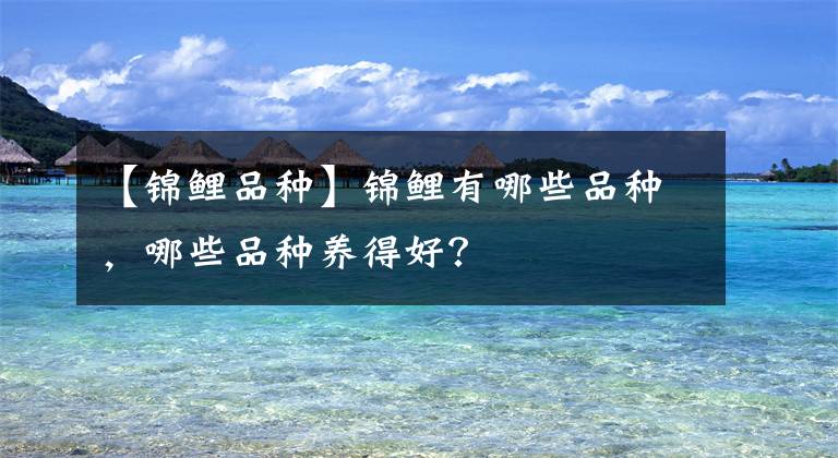 【锦鲤品种】锦鲤有哪些品种，哪些品种养得好？