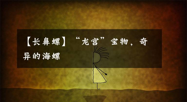 【长鼻螺】“龙宫”宝物,奇异的海螺