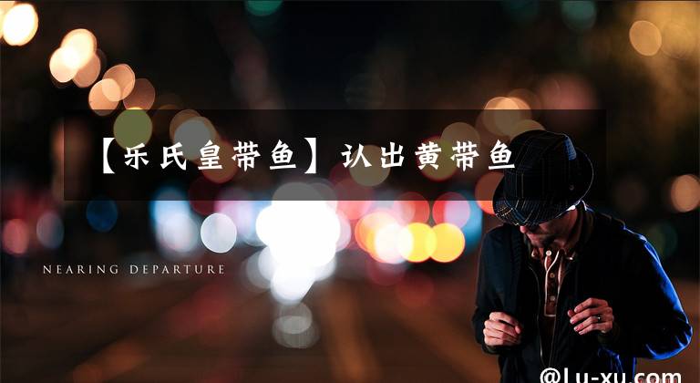 【乐氏皇带鱼】认出黄带鱼