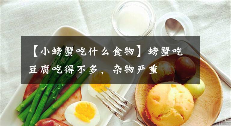 【小螃蟹吃什么食物】螃蟹吃豆腐吃得不多,杂物严重