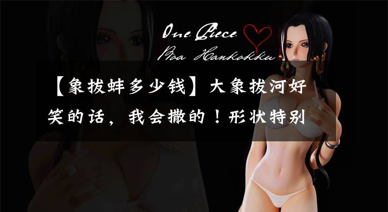 【象拔蚌多少钱】大象拔河好笑的话,我会撒的!形状特别,100韩元一个,村民们每天分类4万个