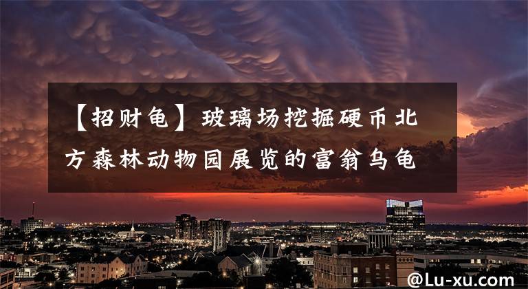 【招财龟】玻璃场挖掘硬币北方森林动物园展览的富翁乌龟被钱埋了。