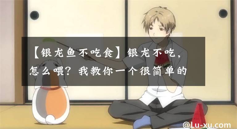 【银龙鱼不吃食】银龙不吃，怎么喂？我教你一个很简单的方法