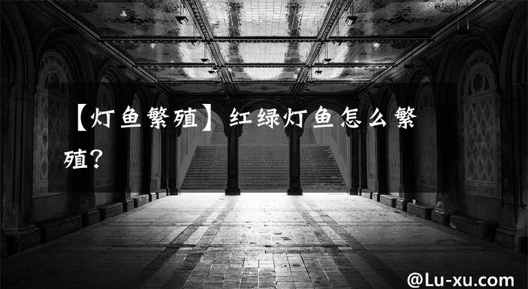 【灯鱼繁殖】红绿灯鱼怎么繁殖？