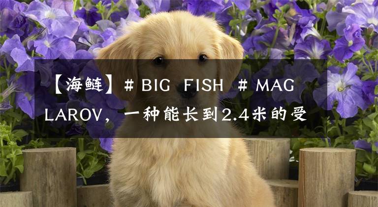 【海鲢】# BIG FISH # MAGLAROV,一种能长到2.4米的受欢迎海钓品种