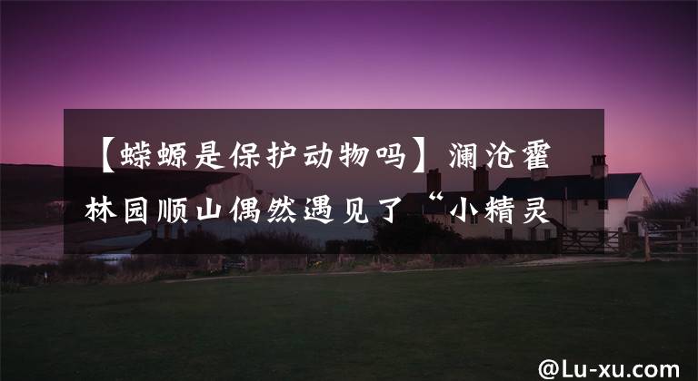 【蝾螈是保护动物吗】澜沧霍林园顺山偶然遇见了“小精灵”——国家二级保护动物红色螳螂蝾螈