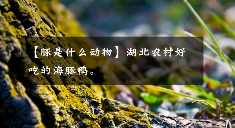 【豚是什么动物】湖北农村好吃的海豚鸭。