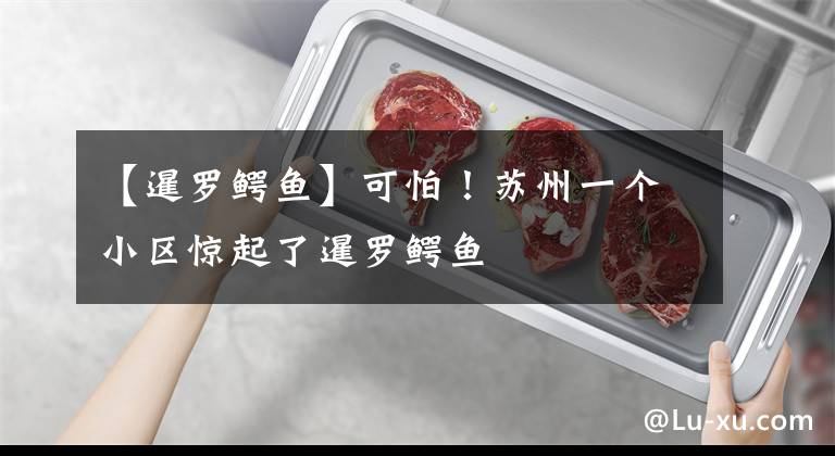 【暹罗鳄鱼】可怕！苏州一个小区惊起了暹罗鳄鱼