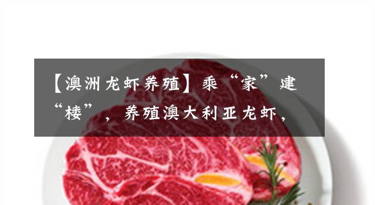 【澳洲龙虾养殖】乘“家”建“楼”，养殖澳大利亚龙虾，广东中山市一家企业探索澳大利亚淡水龙虾