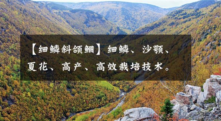 【细鳞斜颌鲴】细鳞、沙颚、夏花、高产、高效栽培技术。