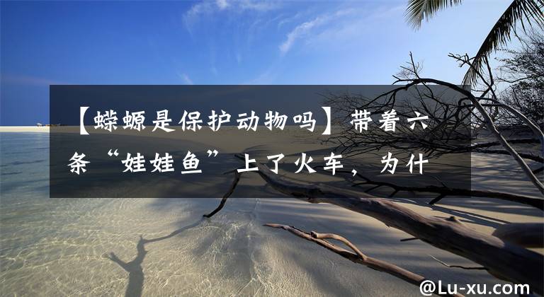 【蝾螈是保护动物吗】带着六条“娃娃鱼”上了火车，为什么他被拦截了？