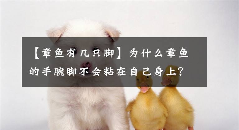 【章鱼有几只脚】为什么章鱼的手腕脚不会粘在自己身上？
