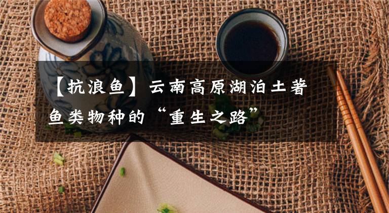 【抗浪鱼】云南高原湖泊土著鱼类物种的“重生之路”