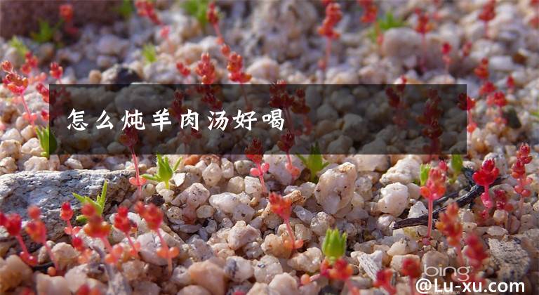 怎么炖羊肉汤好喝