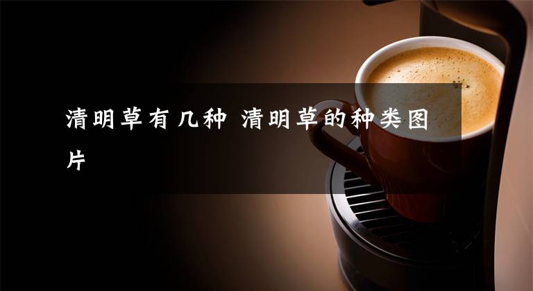 清明草有几种 清明草的种类图片