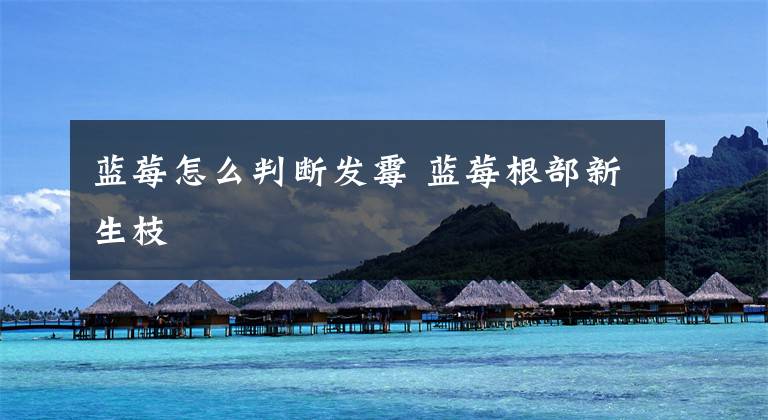 蓝莓怎么判断发霉 蓝莓根部新生枝