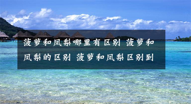 菠萝和凤梨哪里有区别 菠萝和凤梨的区别 菠萝和凤梨区别到底在哪里