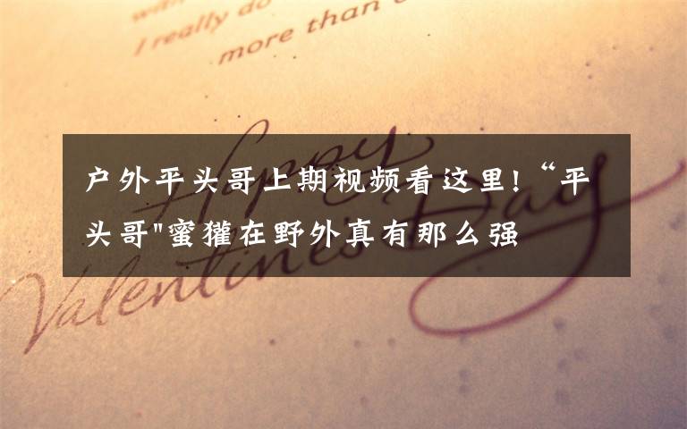 户外平头哥上期视频看这里!“平头哥"蜜獾在野外真有那么强吗?真相在这里-户外动物知识