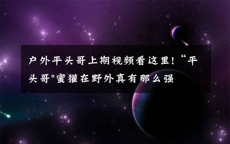 户外平头哥上期视频看这里!“平头哥"蜜獾在野外真有那么强吗?真相在这里-户外动物知识