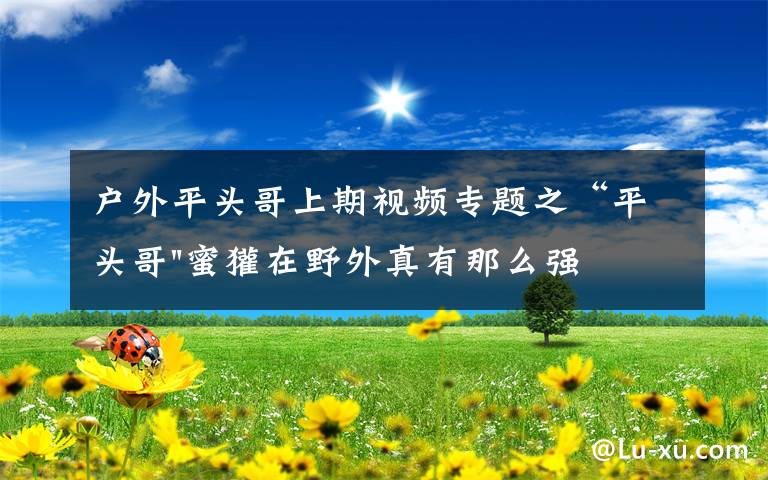 户外平头哥上期视频专题之“平头哥"蜜獾在野外真有那么强吗?真相在这里-户外动物知识