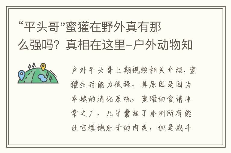 “平头哥"蜜獾在野外真有那么强吗?真相在这里-户外动物知识