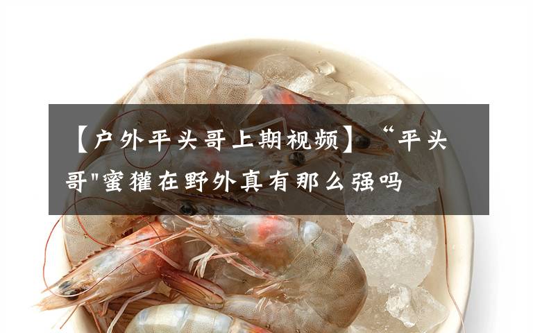 【户外平头哥上期视频】“平头哥"蜜獾在野外真有那么强吗？真相在这里-户外动物知识