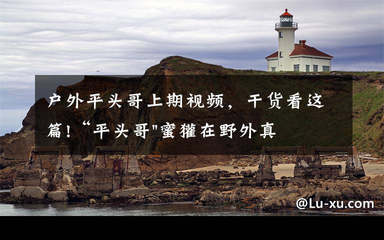 户外平头哥上期视频,干货看这篇!“平头哥"蜜獾在野外真有那么强吗?真相在这里-户外动物知识