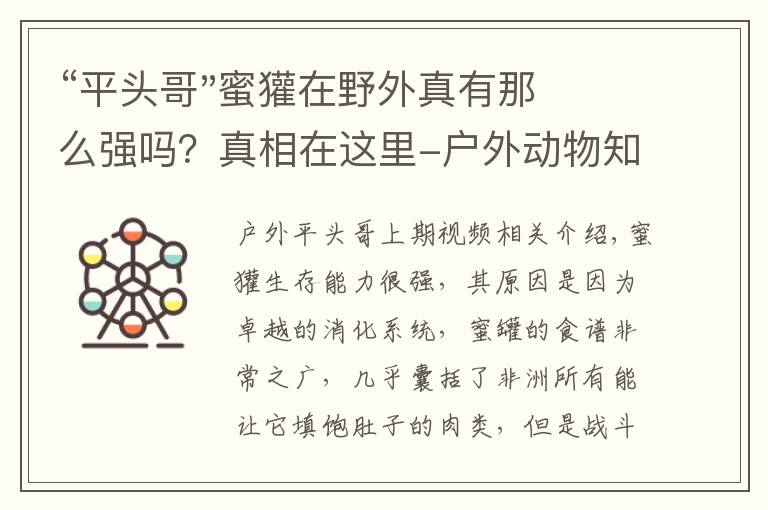 “平头哥"蜜獾在野外真有那么强吗?真相在这里-户外动物知识