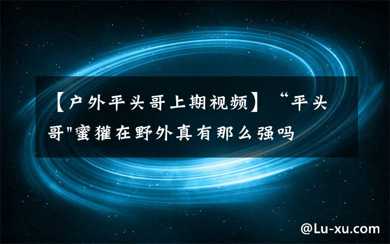 【户外平头哥上期视频】“平头哥"蜜獾在野外真有那么强吗?真相在这里-户外动物知识