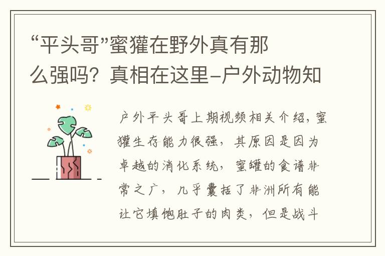 “平头哥"蜜獾在野外真有那么强吗?真相在这里-户外动物知识