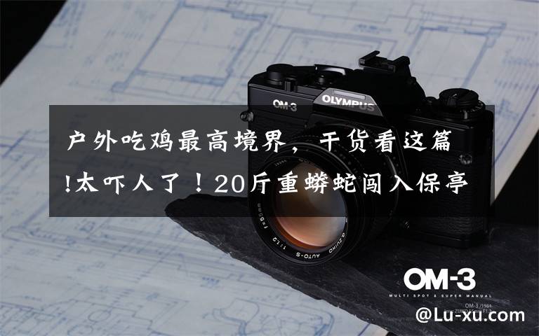 户外吃鸡最高境界,干货看这篇!太吓人了!20斤重蟒蛇闯入保亭一农户家“吃鸡”