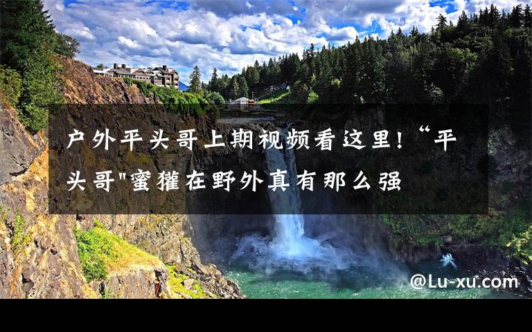 户外平头哥上期视频看这里!“平头哥"蜜獾在野外真有那么强吗?真相在这里-户外动物知识