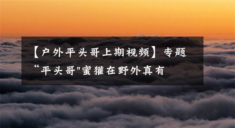 【户外平头哥上期视频】专题“平头哥"蜜獾在野外真有那么强吗?真相在这里-户外动物知识
