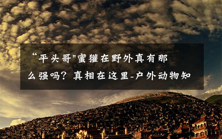 “平头哥"蜜獾在野外真有那么强吗?真相在这里-户外动物知识