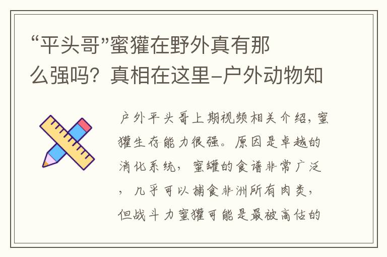 “平头哥"蜜獾在野外真有那么强吗?真相在这里-户外动物知识