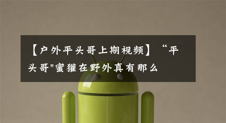 【户外平头哥上期视频】“平头哥"蜜獾在野外真有那么强吗?真相在这里-户外动物知识