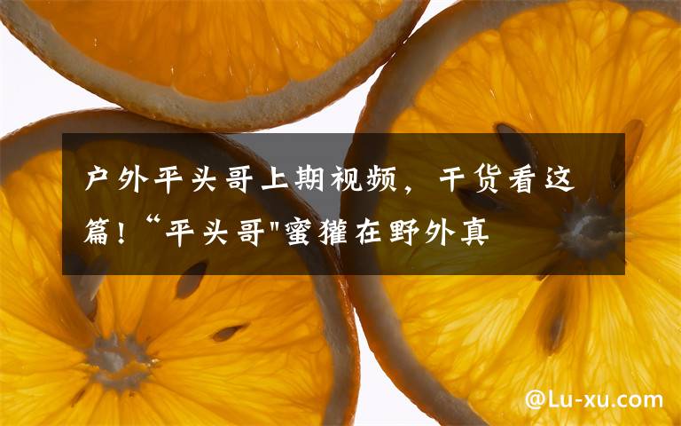 户外平头哥上期视频,干货看这篇!“平头哥"蜜獾在野外真有那么强吗?真相在这里-户外动物知识