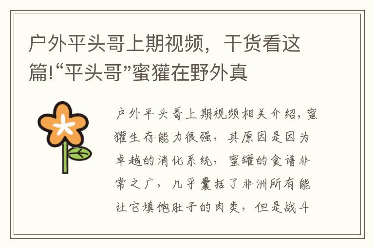 户外平头哥上期视频,干货看这篇!“平头哥"蜜獾在野外真有那么强吗?真相在这里-户外动物知识