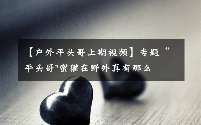 【户外平头哥上期视频】专题“平头哥"蜜獾在野外真有那么强吗?真相在这里-户外动物知识