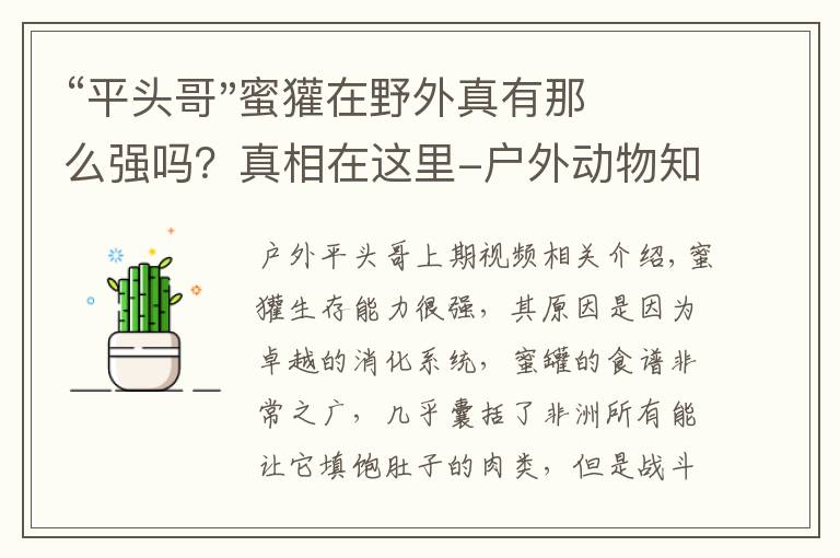 “平头哥"蜜獾在野外真有那么强吗?真相在这里-户外动物知识